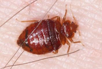 Carpet Beetle Vs Bed Bug Bites