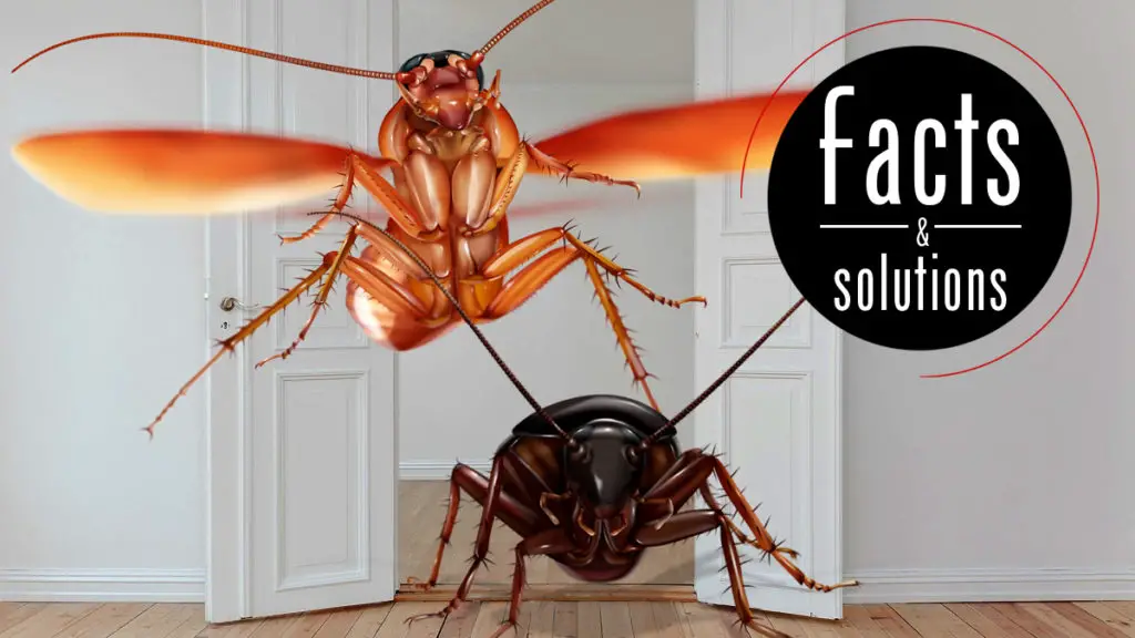 When are Insects Most Active in a House?
