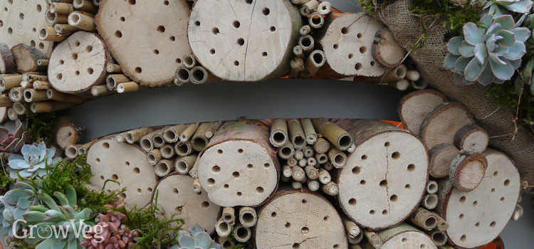 Types of Insects in a Garden Insect House: A Closer Look at Your Insect House In 2023!