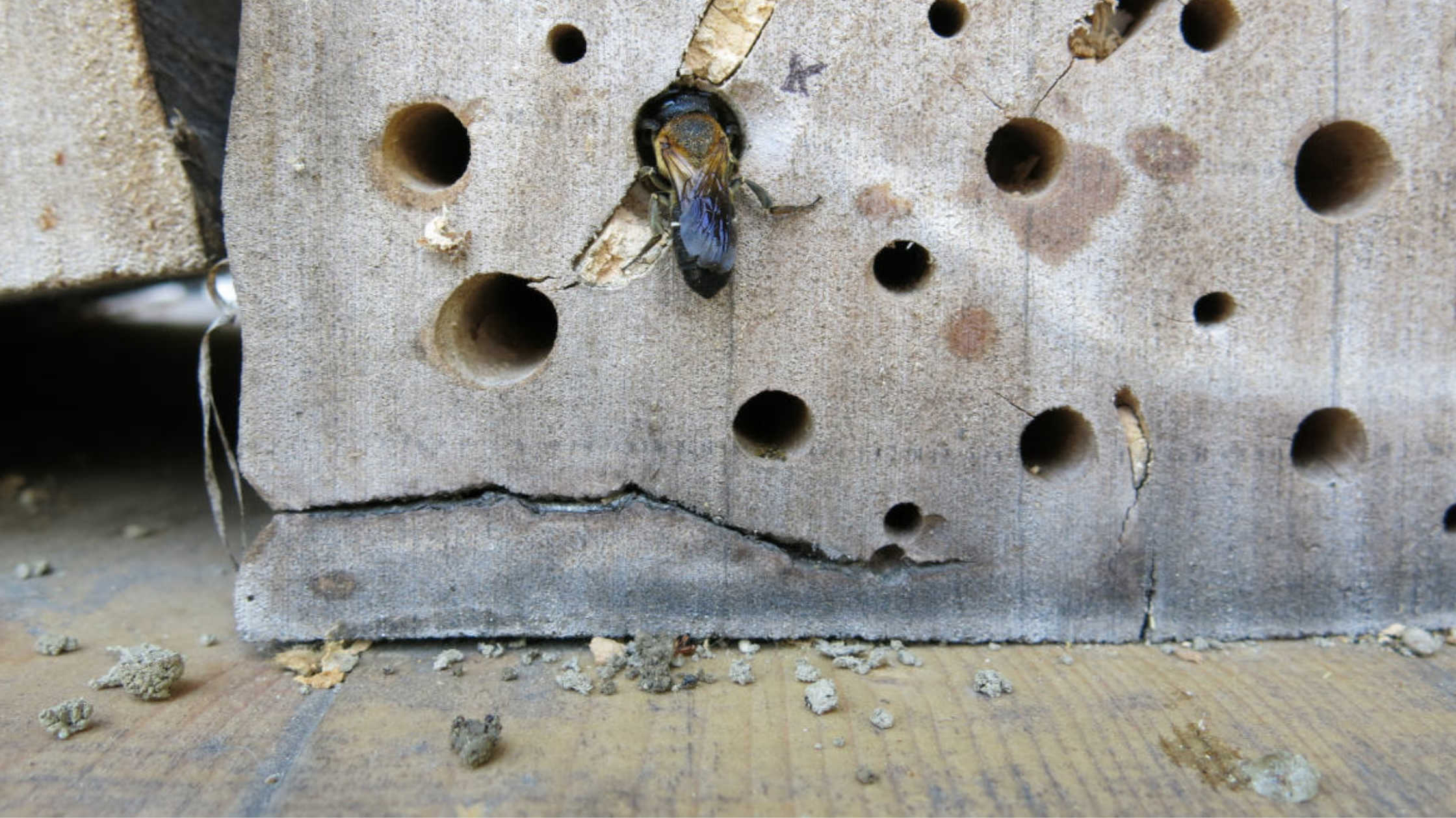 Do Bug Hotels Need Cleaning: Keeping Your Little Insect Friends Happy!
