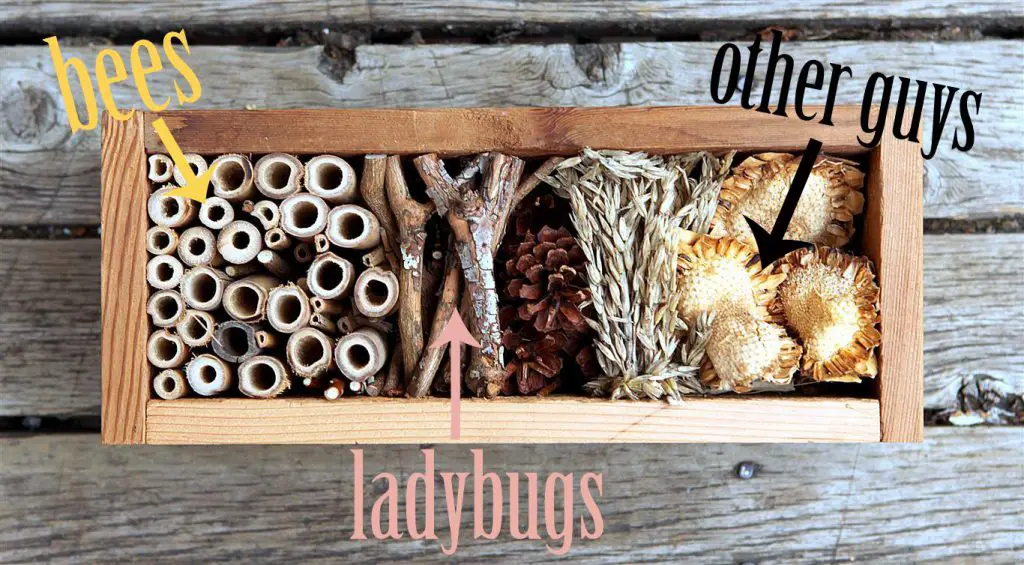 How Deep Should a Bug Hotel Be?