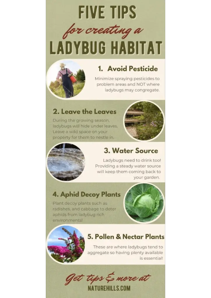 ladybug infographic