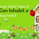 Do You Know What Types of Bugs Can Inhabit a Bug Hotel?