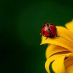 How Do You Attract Ladybugs To Your Garden