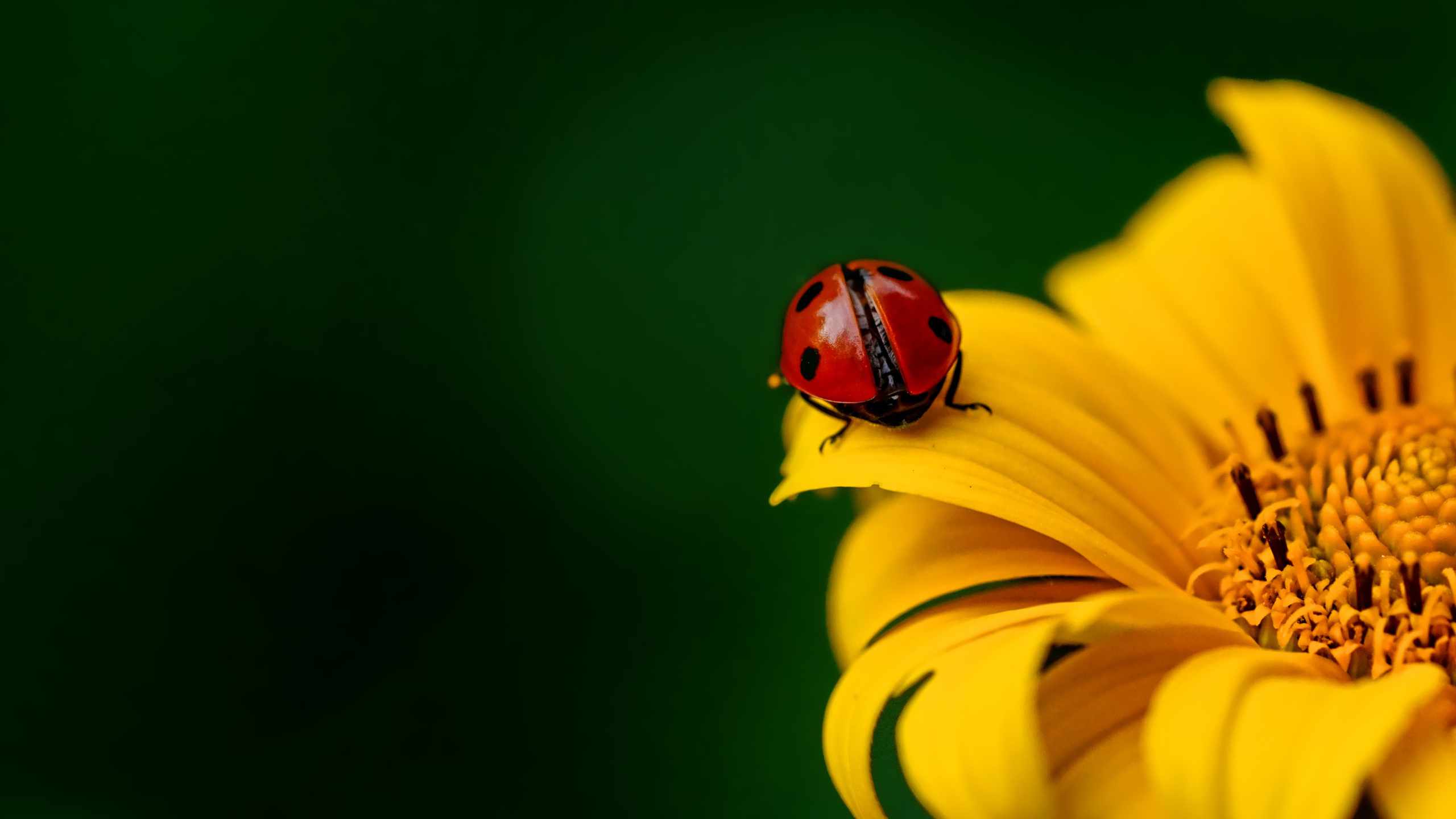 How Do You Attract Ladybugs To Your Garden
