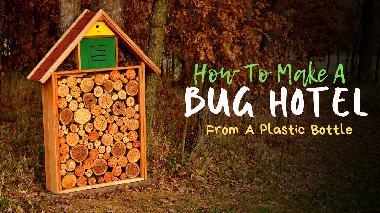 How To Make A Bug Hotel From A Plastic Bottle
