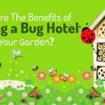 What Are The Benefits of Having a Bug Hotel in Your Garden?