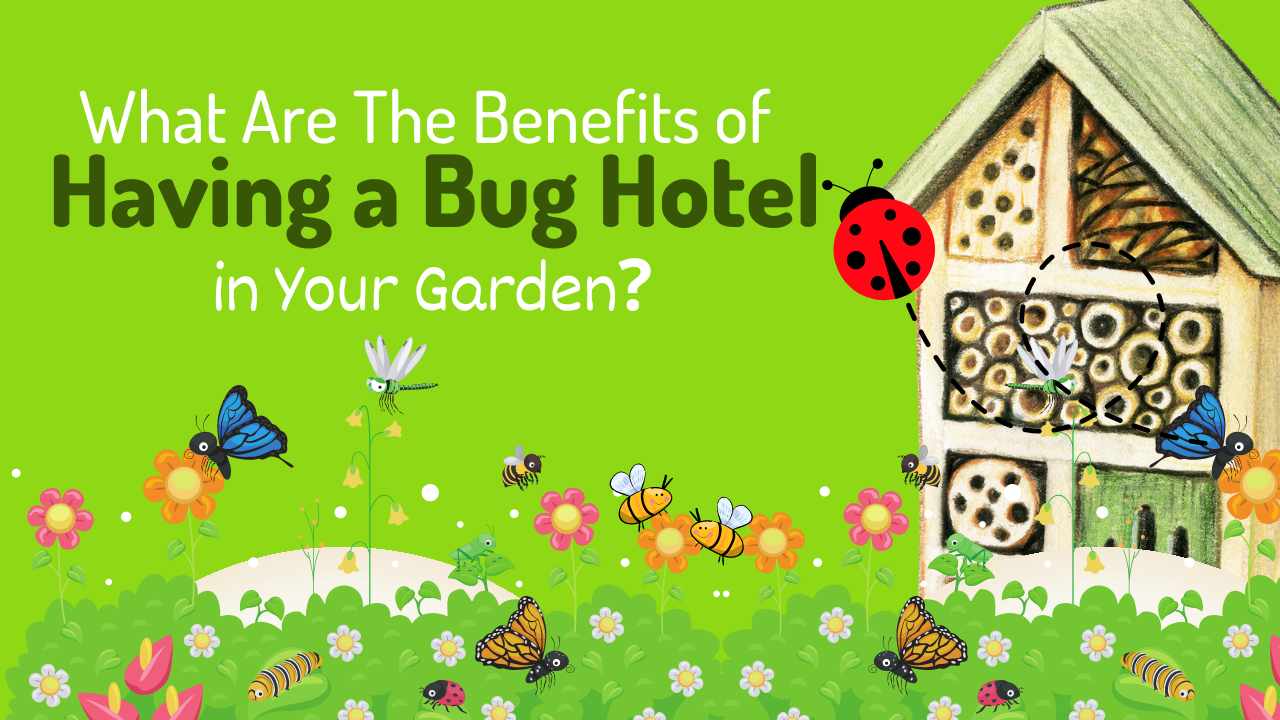 What Are The Benefits of Having a Bug Hotel in Your Garden?