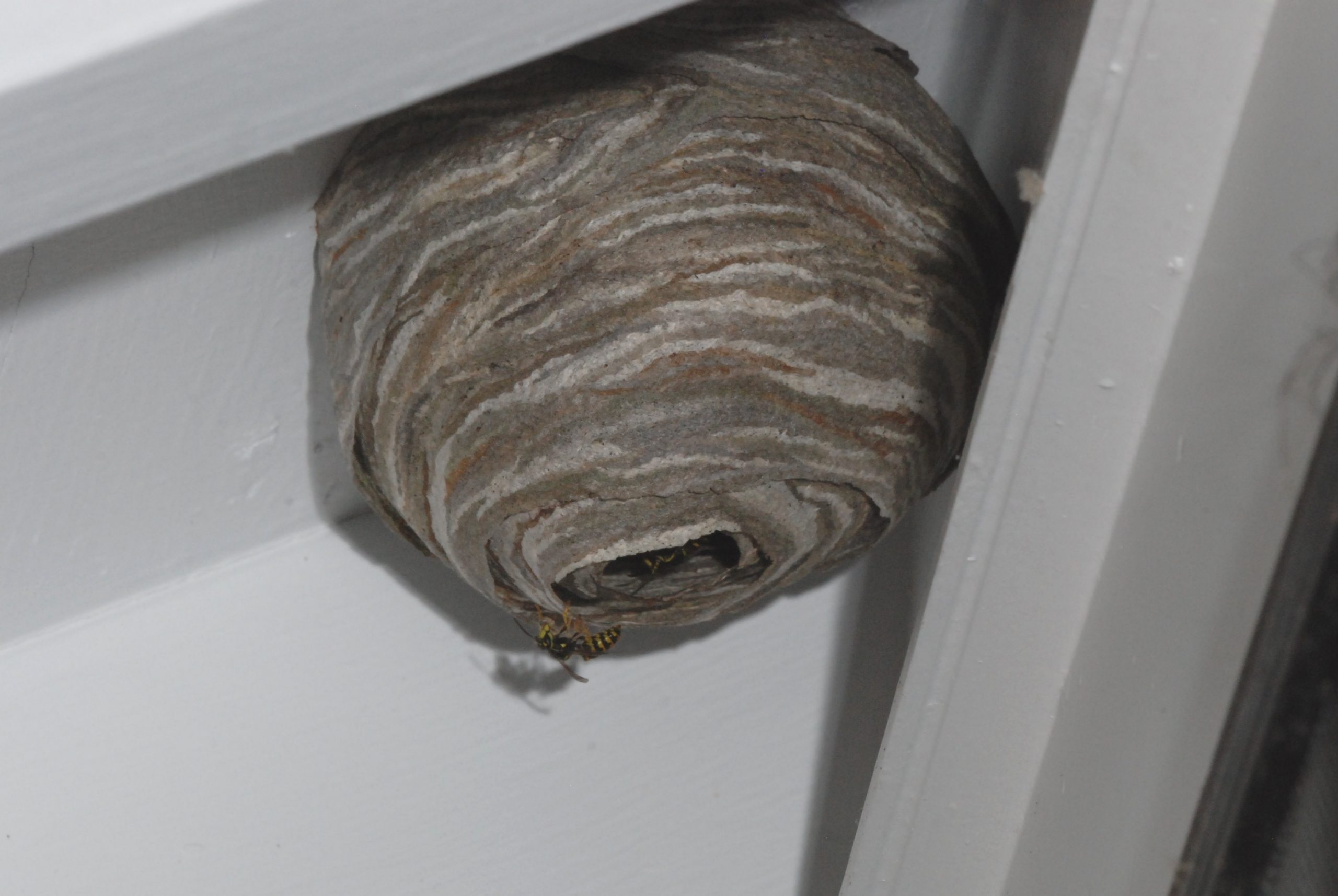 Where Do Insects Typically Nest in a House?