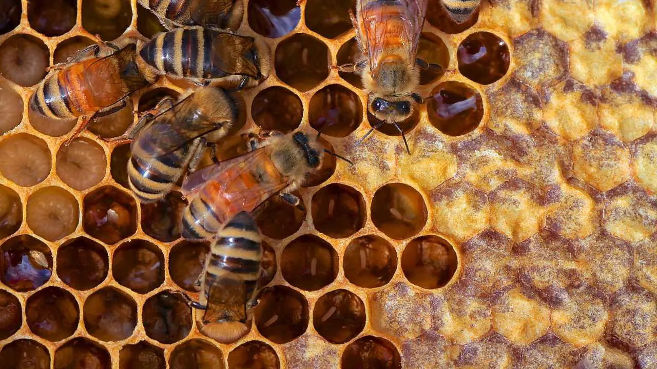 how to attract honey bees