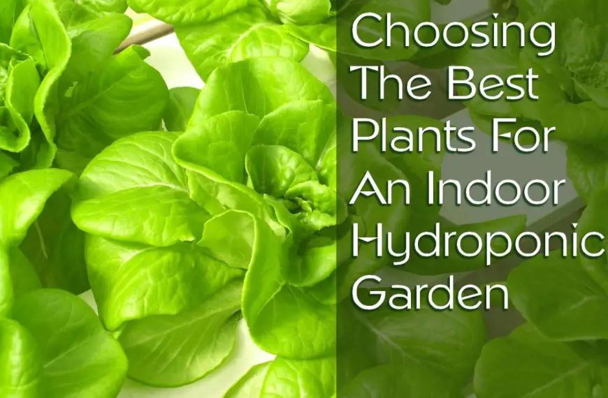 What Plants Thrive Hydroponically: Top Picks.