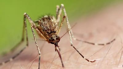 When Does Mosquito Season End: Tips for a Bite-Free Fall