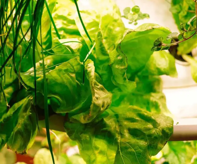 Are Hydroponic Gardens Worth the Hype?