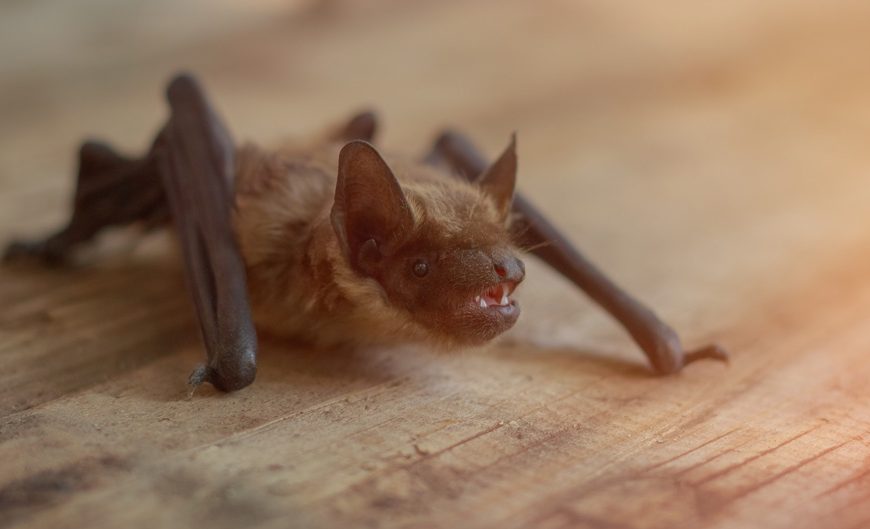 Are Bats in Your House Dangerous? Find Out Now!