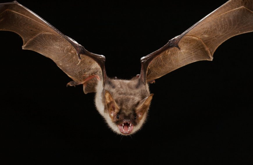 Survival Time: How Long Can a Bat Live Trapped in a House?