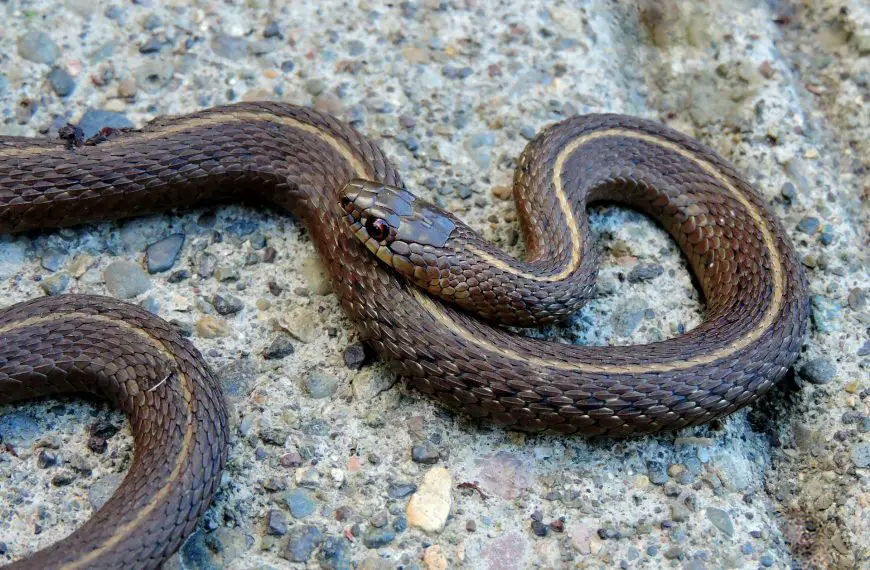 How to Banish Garter Snakes from Your Garden: 6 Pro Tips!