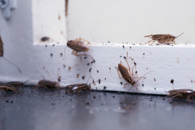 Unexpected Ways: How Do Roaches Get in Your House?