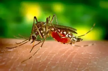 Which Light is Bad for Mosquitoes?