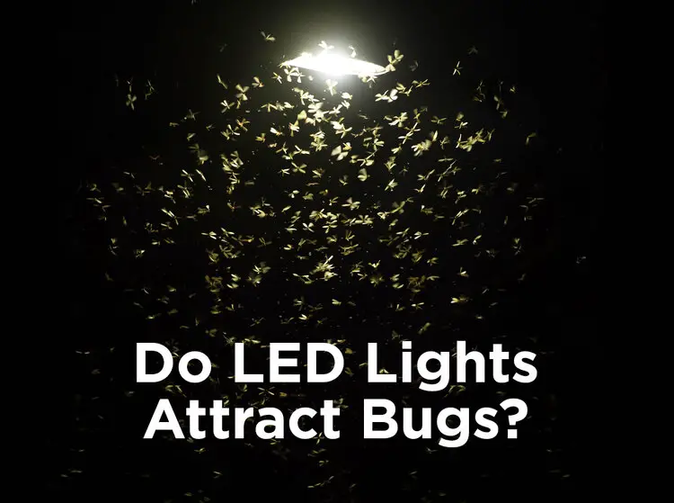 What Colour Light Do Bugs Hate?