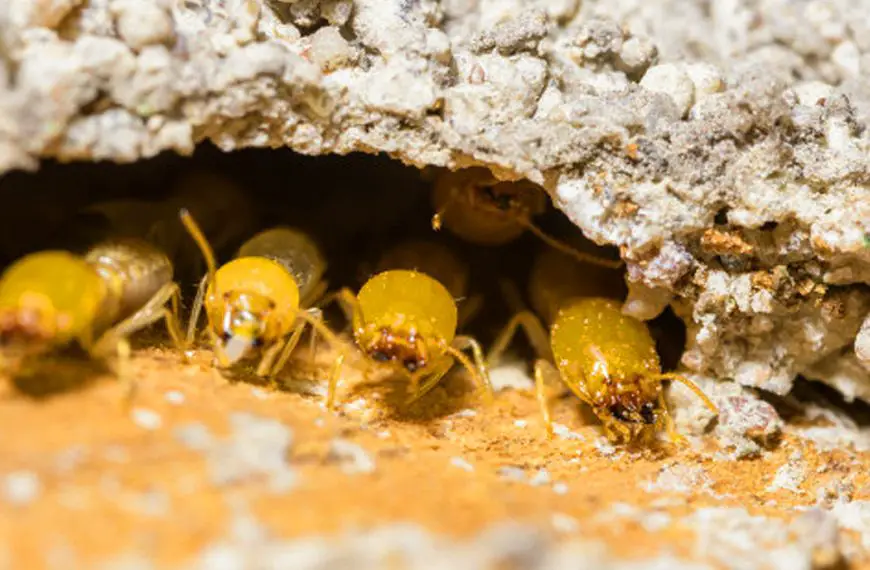 Is It Dangerous to Live in a House With Termites
