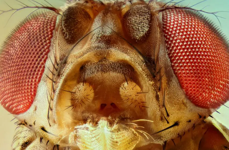 Do Insects Feel Pain When You Kill Them
