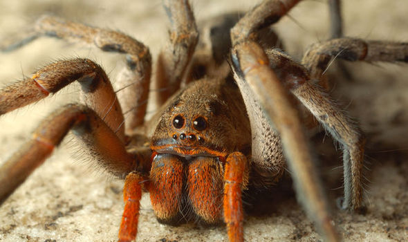 Do Spiders Feel Pain When Squished?