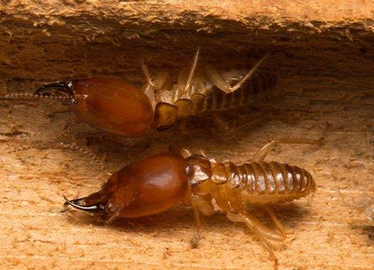 Are Termites Harmful to Humans
