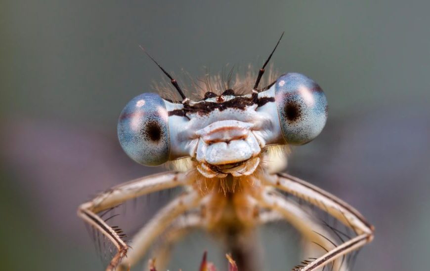 Uncovering the Truth: Do Bugs Feel Emotions?