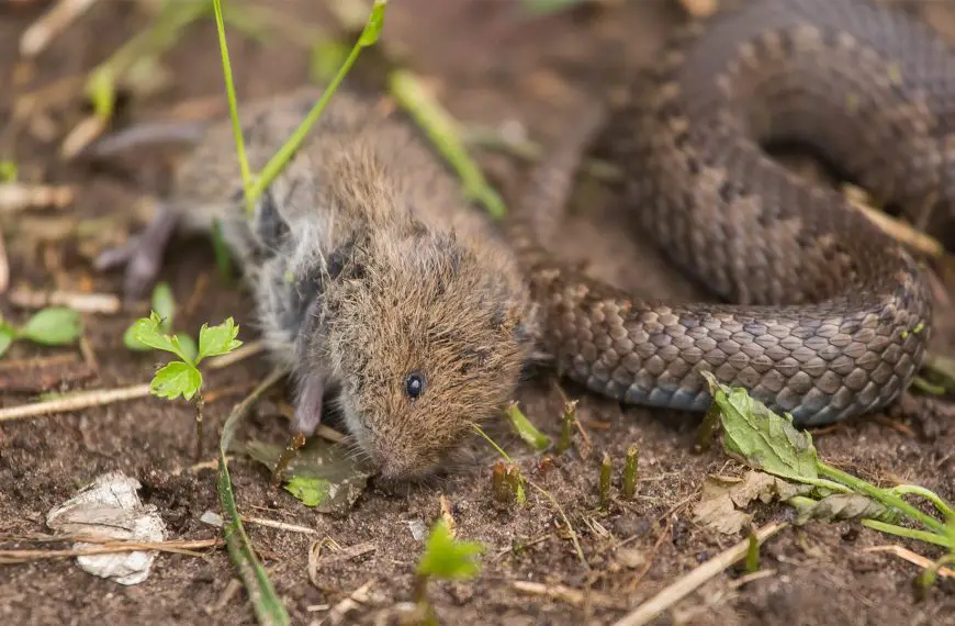 What Eats Rodents?