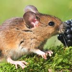 Why Do Mice Invade Your Home
