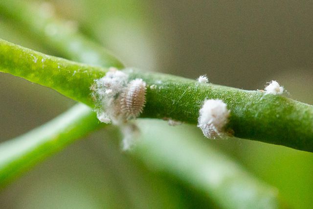 What Plants Do Mealybugs Like