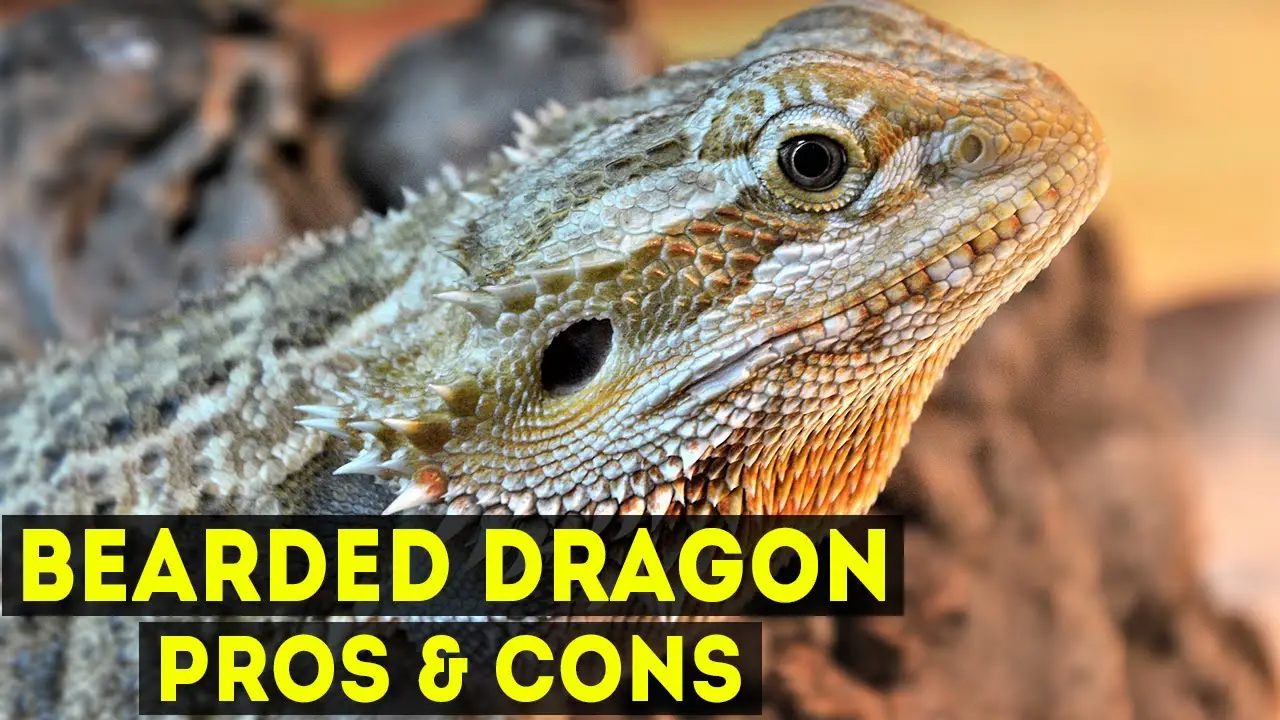 Bearded Dragons As Pets Pros And Cons