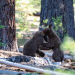 California Black Bear Hunt