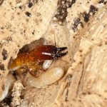 Can Termites Cause Allergies