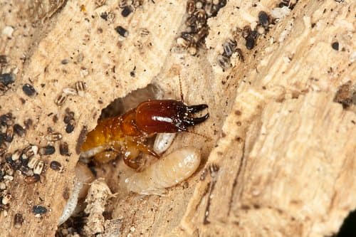 Can Termites Cause Allergies