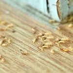 Can Termites Go Away on Their Own