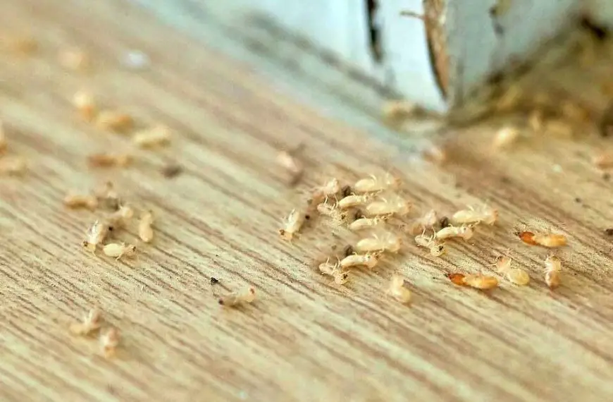 Can Termites Go Away on Their Own