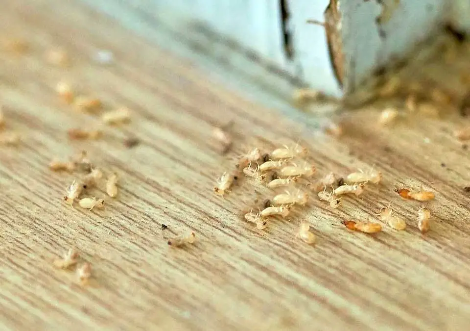 Can Termites Go Away on Their Own