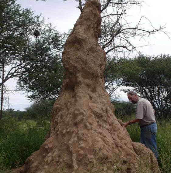 Can Termites Survive Without a Queen