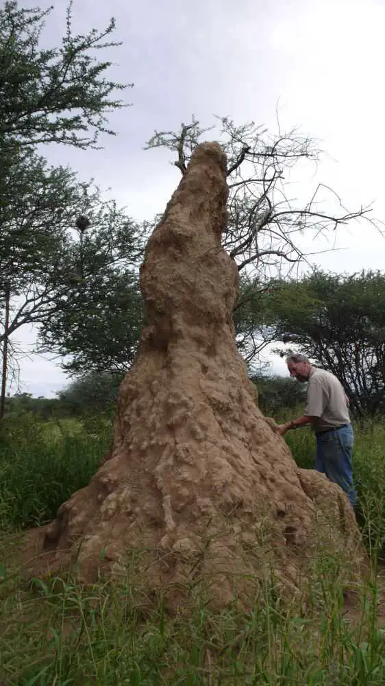 Can Termites Survive Without a Queen