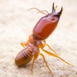 Can Termites Travel on Humans