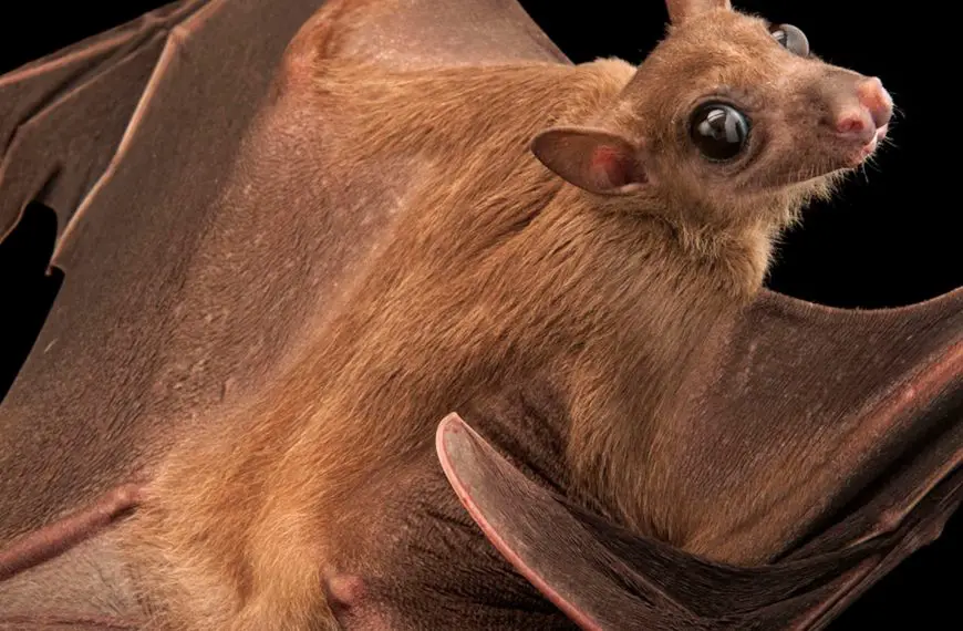 Do Bats Eat Mosquitoes