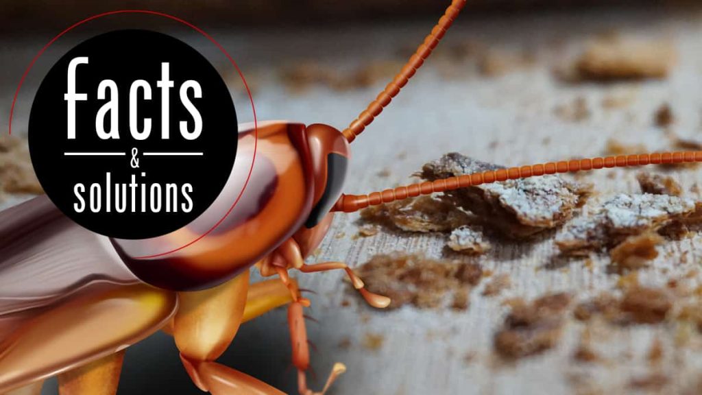 Do Roaches Eat Termites