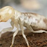 Do Roaches Eat Termites