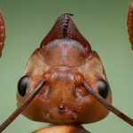 Do Termite Bites Hurt