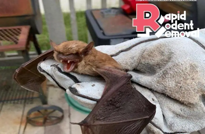 Giant Golden Crowned Flying Fox Diet