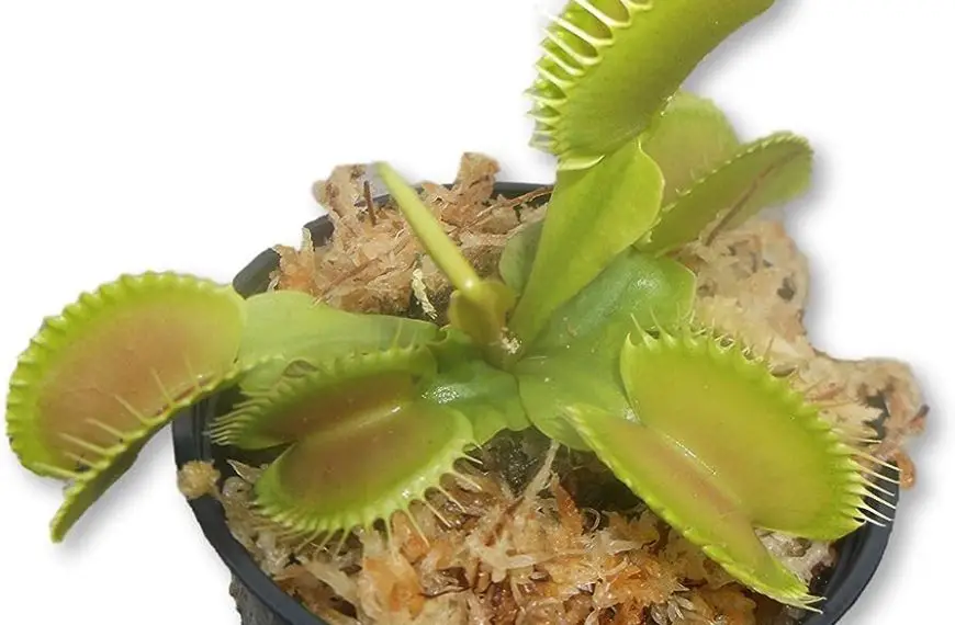 How Big Can Venus Fly Traps Get