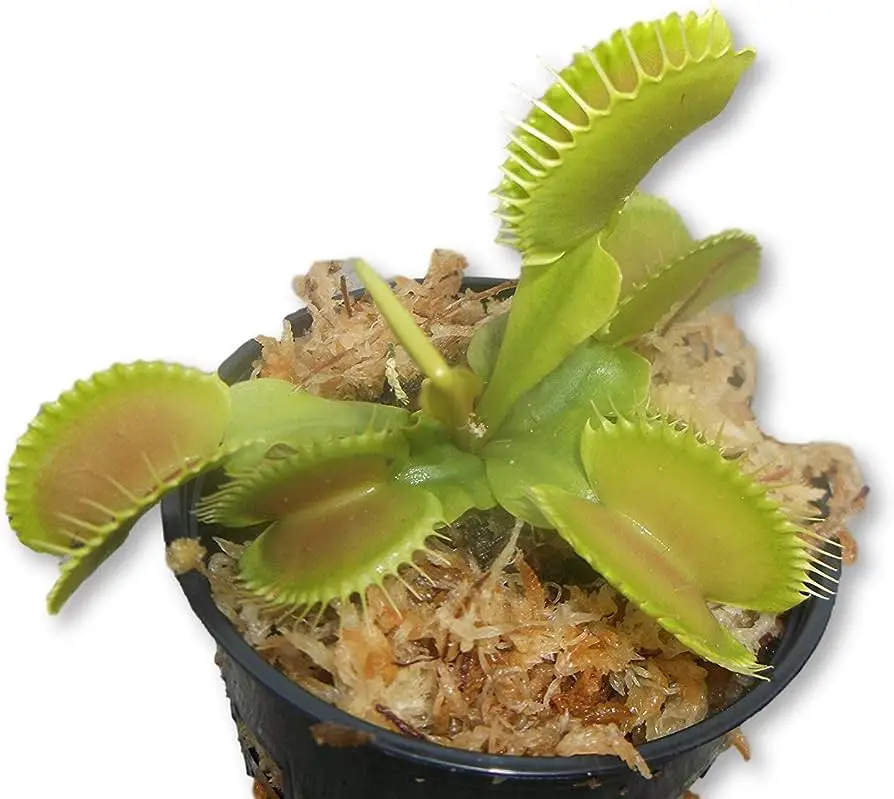 How Big Can Venus Fly Traps Get