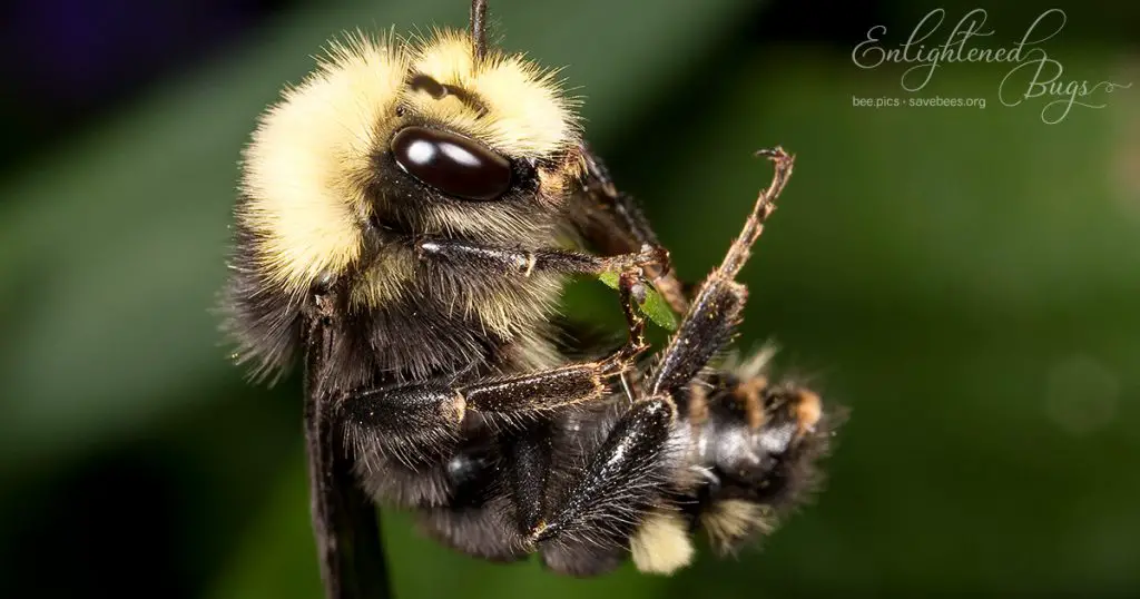 How Deep Do Carpenter Bees Burrow