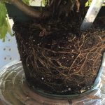 How Deep Do Roots Grow